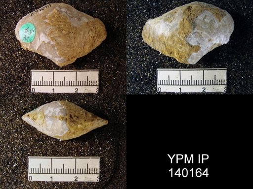 Athyris subexpansa