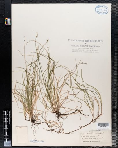 Carex disperma