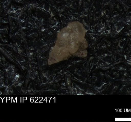 undet. Heterohelicidae