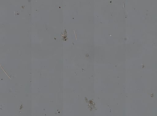 Callyspongia vaginalis