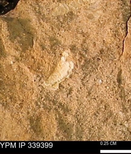undet. Mollusca