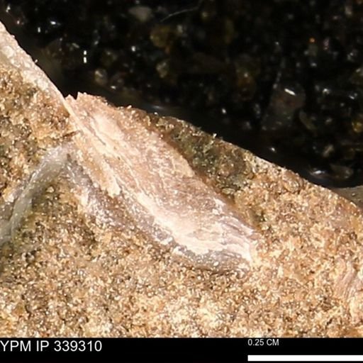 undet. Bivalvia