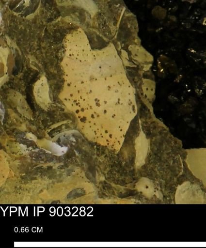 undet. Mollusca