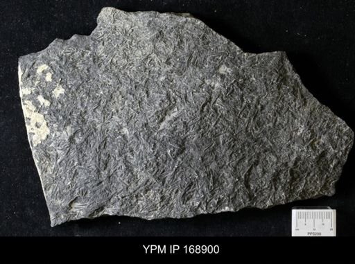 Tentaculites sp.