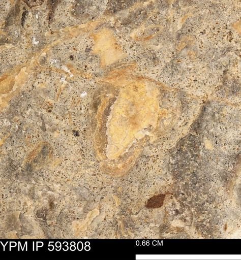 taxon undetermined
