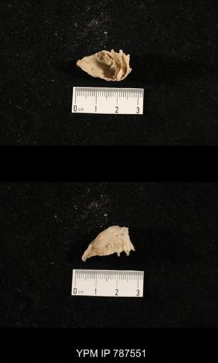 undet. Brachiopoda