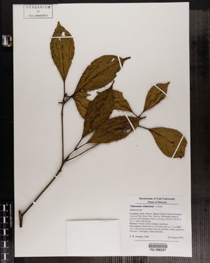 Viburnum clemensiae