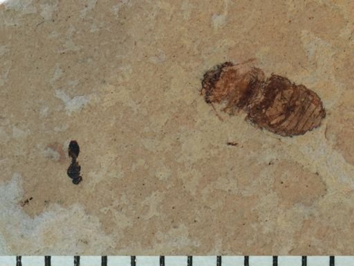 undet. Carabidae