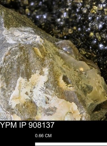 undet. Scaphitidae
