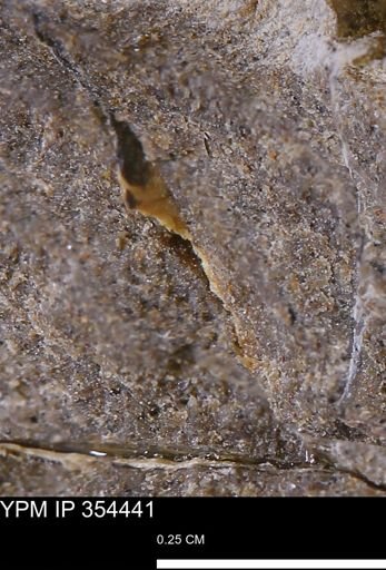 undet. Mollusca
