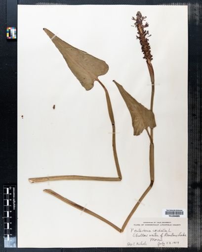 Pontederia cordata