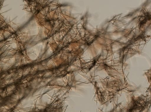 Halichondria panicea