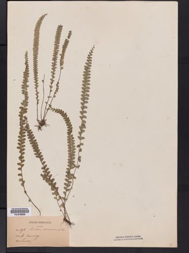 Lindsaea