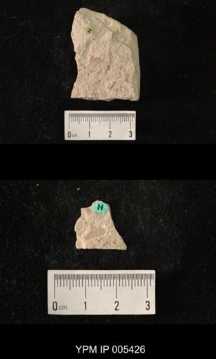 Permoberotha villosa