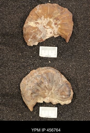 Scaphites ventricosus