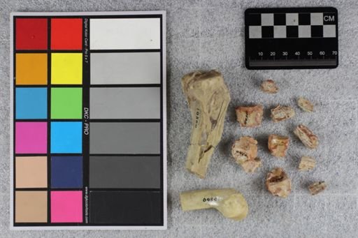 Mesohippus sp.