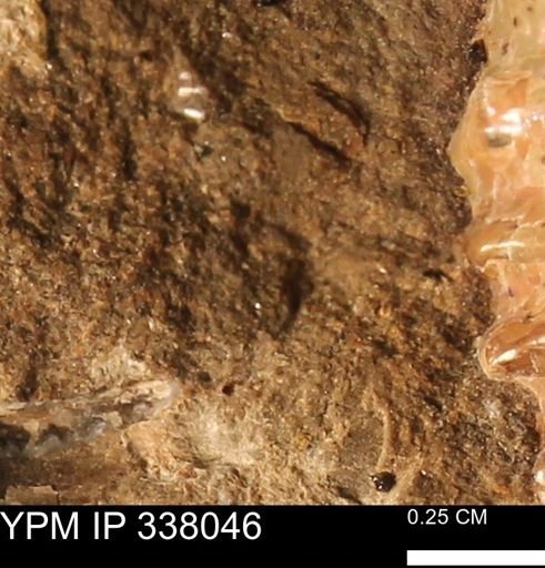 undet. Mollusca
