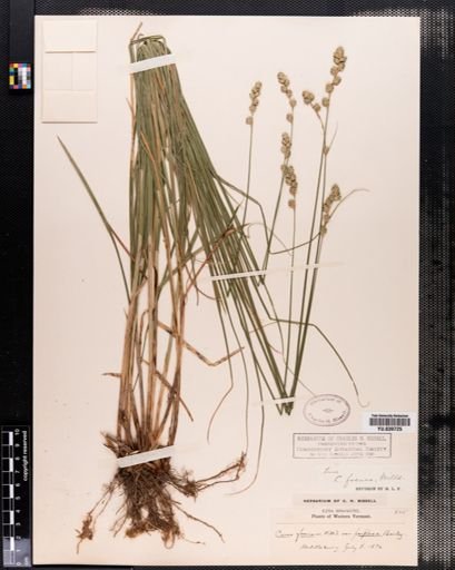 Carex