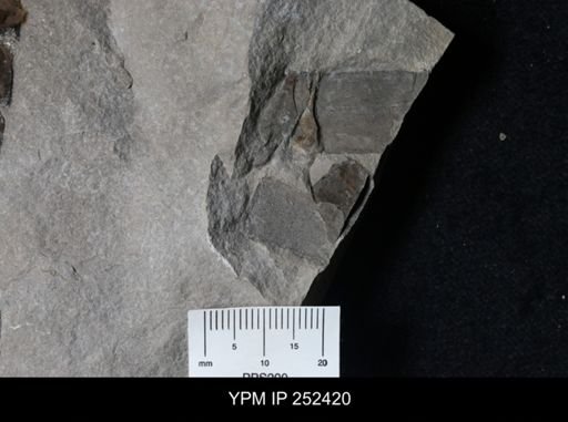 Eurypterus sp.
