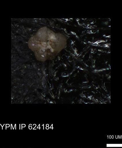 undet. Foraminiferida