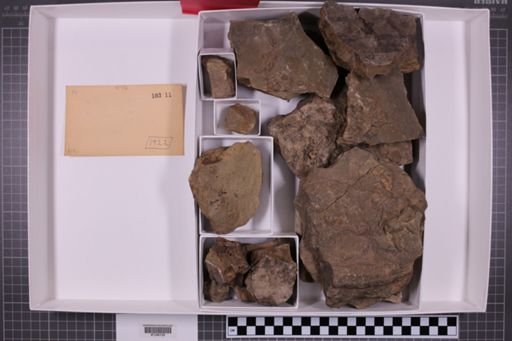 mixed taxa, stratigraphic collection