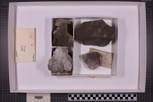mixed taxa, stratigraphic collection