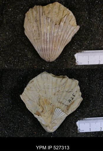 Pecten texana