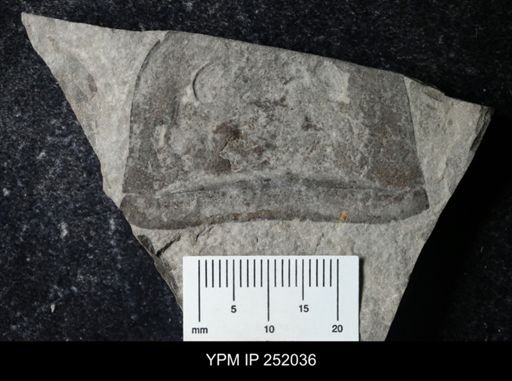 Eurypterus sp.