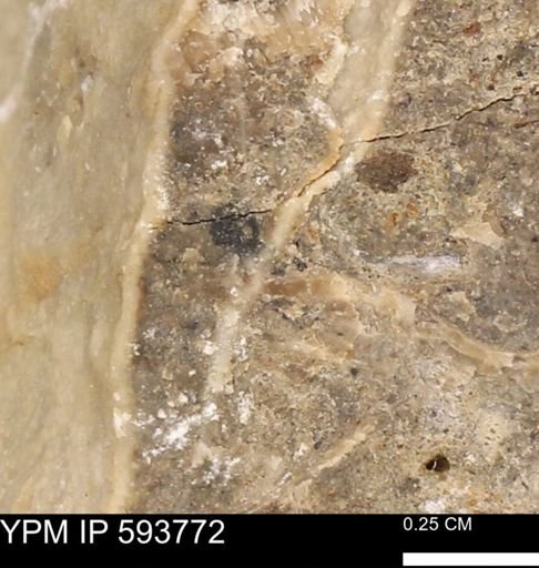 Baculites sp.