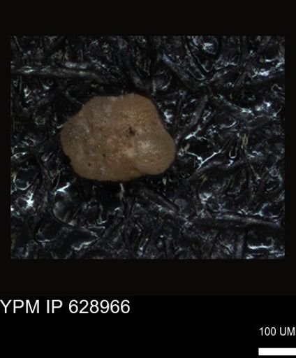 undet. Foraminiferida