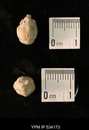 Talarocrinus sp.