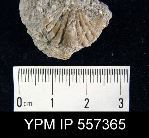 Delthyris sp.