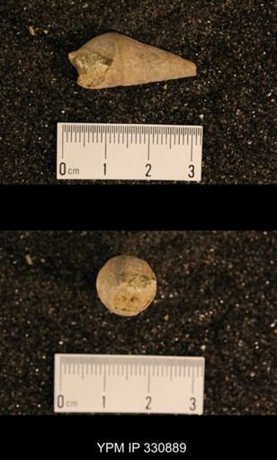 Meekospira peracuta choctawensis