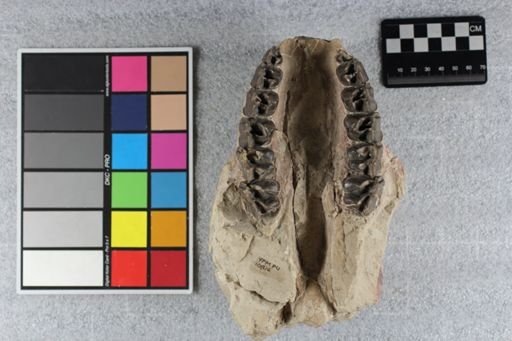 Hyracodon arcidens