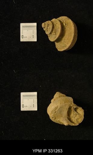Worthenia tabulata