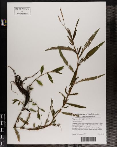 Polygonum hydropiperoides