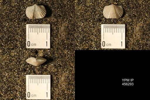 Platystrophia biforata