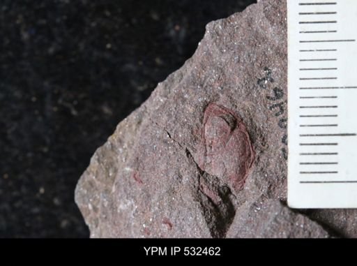 undet. Trilobita