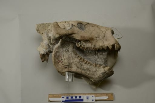 Promerycochoerus marshi