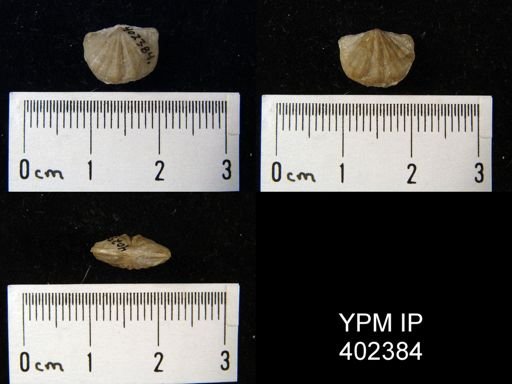 Apheoorthis sp.