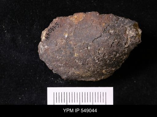 undet. Unionidae