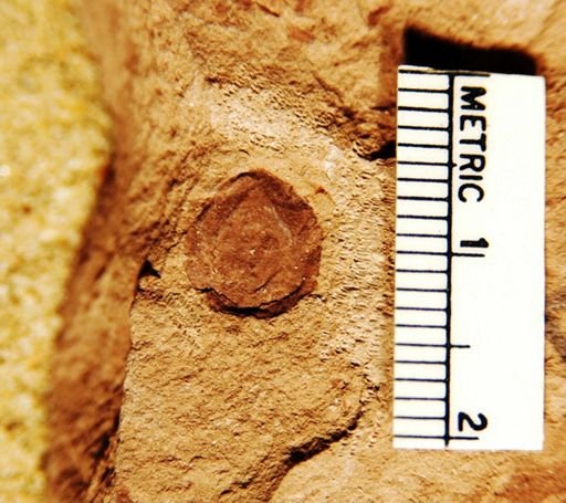 Carpites sp.