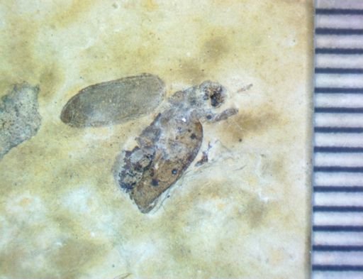 undet. Coleoptera