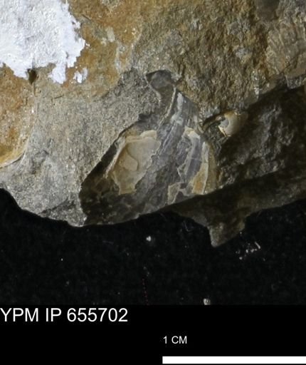 undet. Mollusca