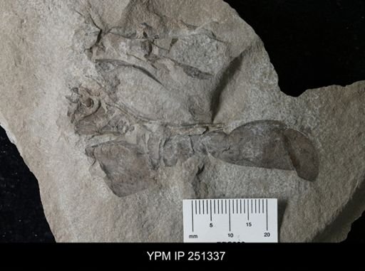 undet. Eurypterida
