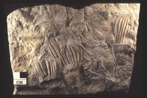 Cactocrinus sp.