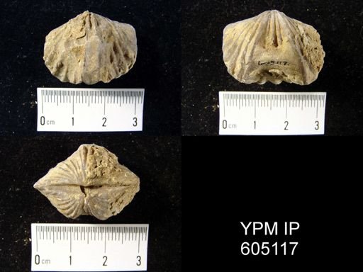 Platystrophia laticosta