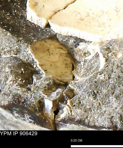 undet. Mollusca