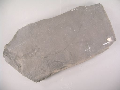 Loperia simplex