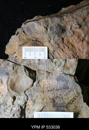 undet. Trilobita